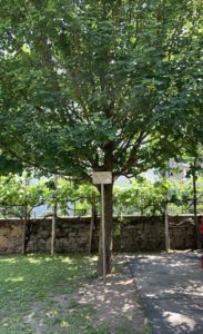 che bella la pianta di suor Maria Laura, è cresciuta forte e rigogliosa